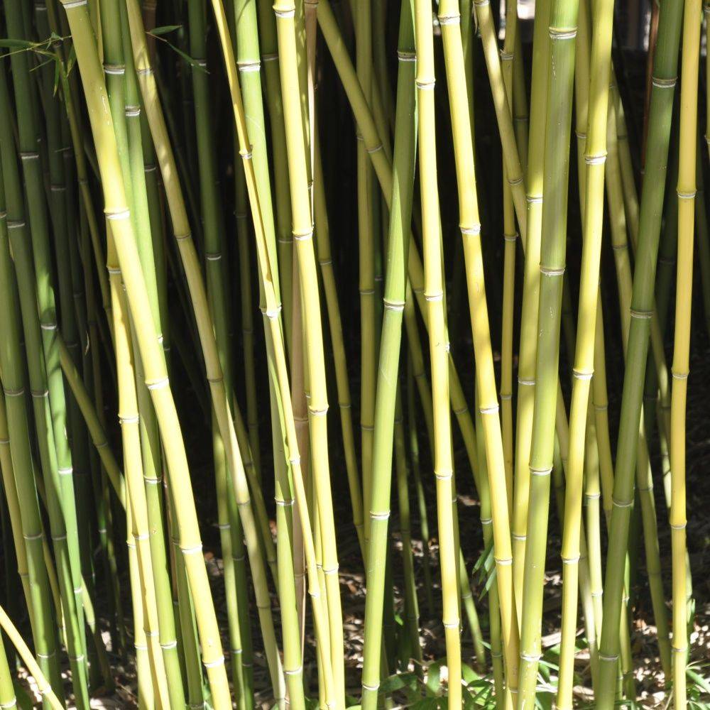 Bambou moyen : Phyllostachys humilis - Image 1