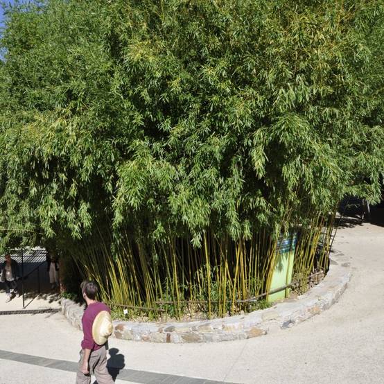 Bambou moyen : Phyllostachys humilis - Image 2