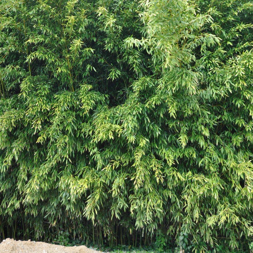 Bambou moyen : Phyllostachys bissetii - Image 1