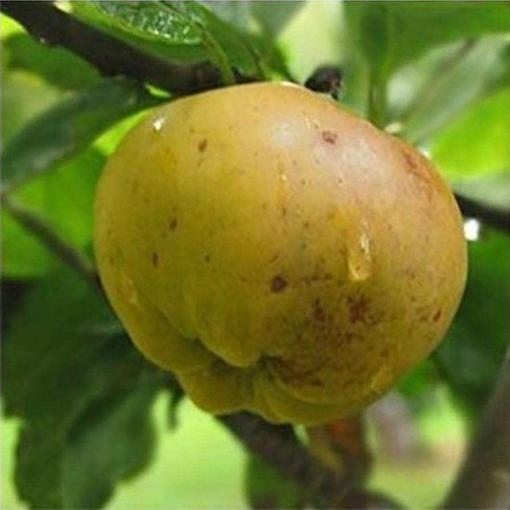 Pommier 'Calville Blanc' : taille en gobelet - Image 1