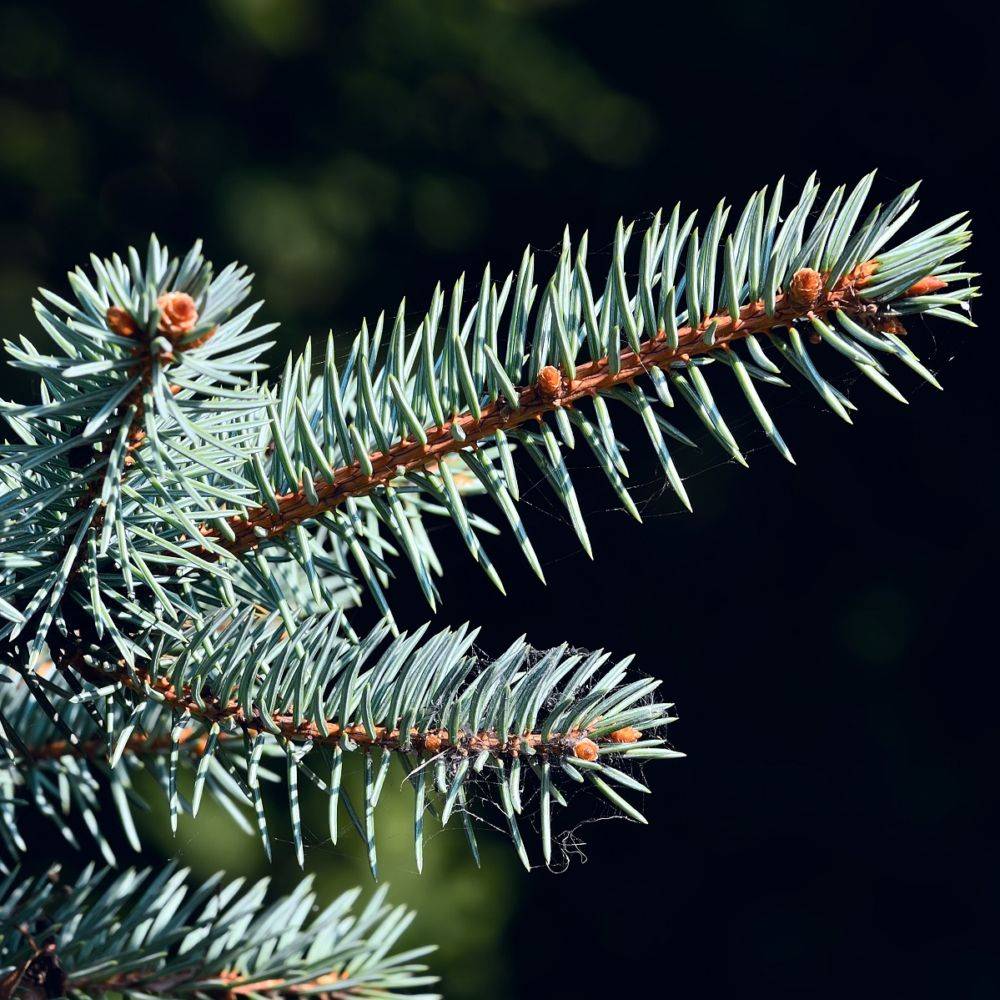 Sapin bleu Glauca globosa - Picea pungens - Image 2