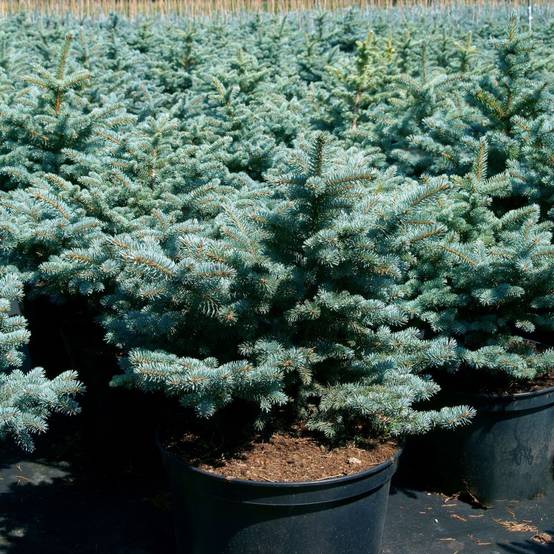 Sapin bleu Glauca globosa - Picea pungens - Image 3