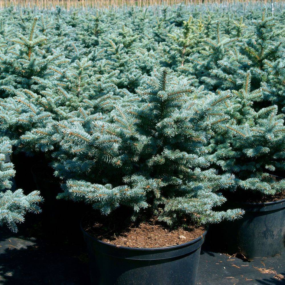 Sapin bleu Glauca globosa - Picea pungens - Image 3