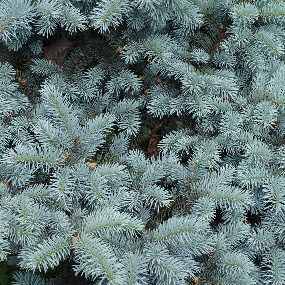 Sapin bleu Glauca globosa - Picea pungens - Image 1