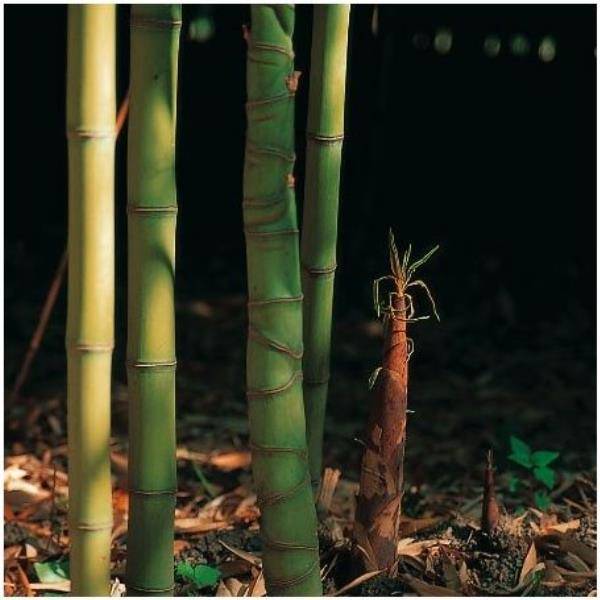 Bambou moyen : Phyllostachys aurea