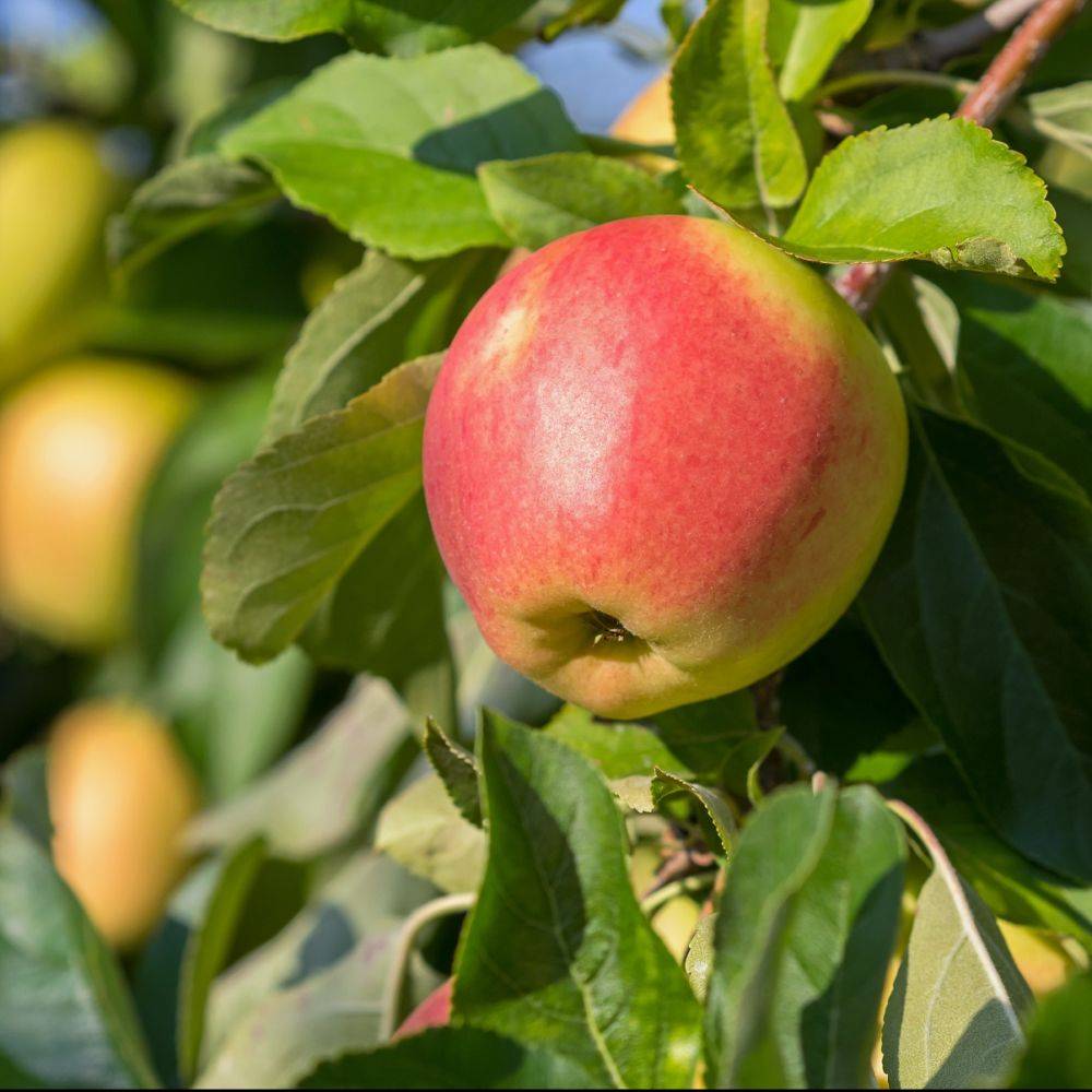 Pommier 'Elstar' : taille en palmette verrier - Image 1