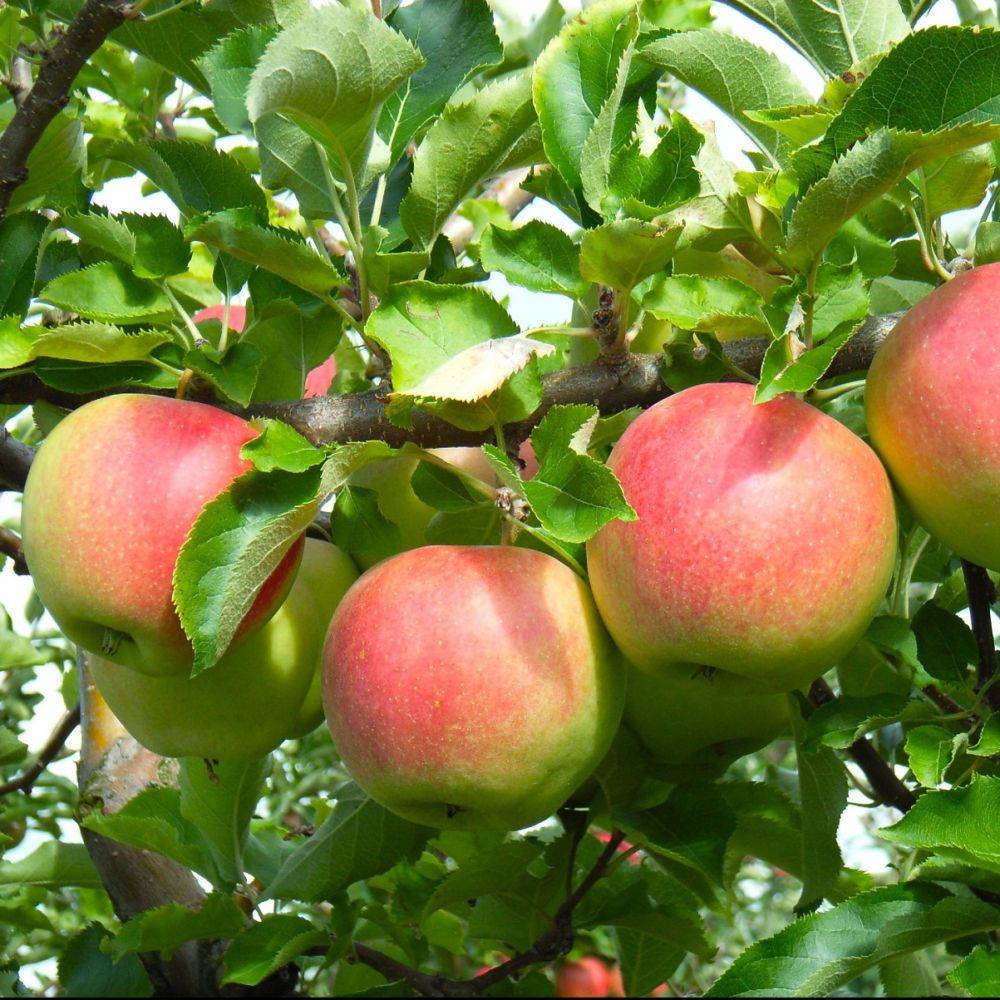 Pommier 'Elstar' : taille en palmette verrier - Image 2
