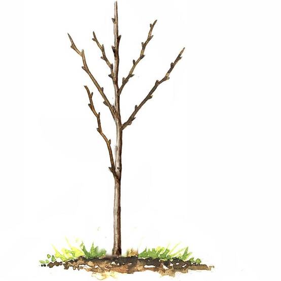 Poirier 'Beurré Hardy' : taille en gobelet, en pot - Image 6