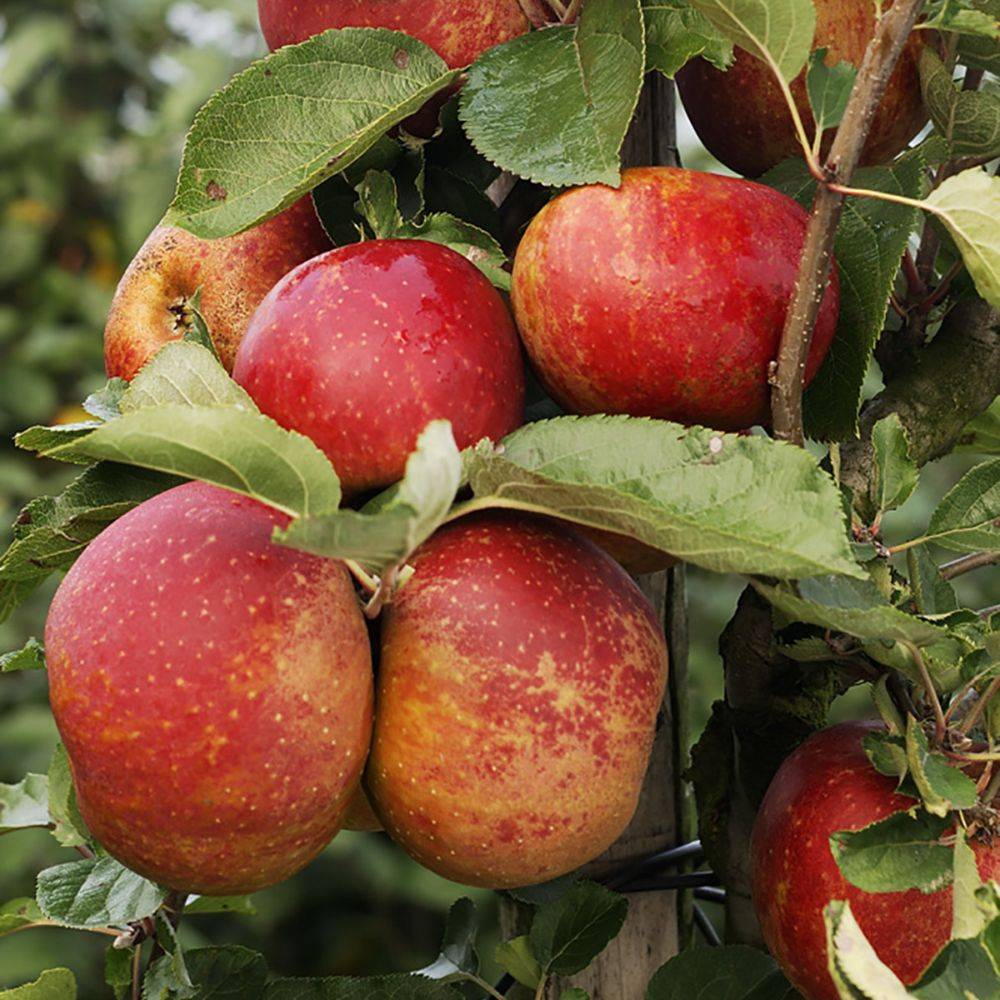 Pommier 'Belle de Boskoop' : taille demi-tige, en pot de 12 L - Image 4