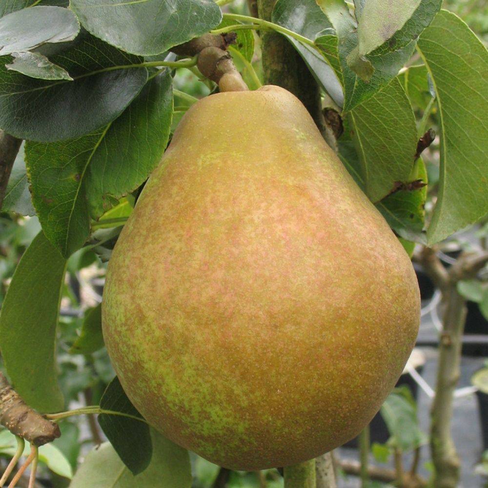 Poirier 'Doyenne du Comice' : taille demi-tige, en pot de 10 L - Image 2