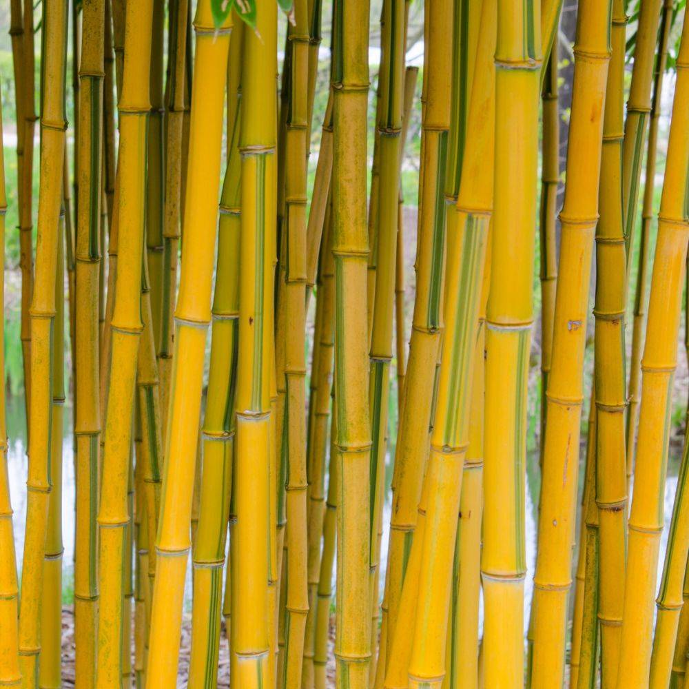 Bambou moyen : Phyllostachys aureosulcata 'Spectabilis' - Image 2