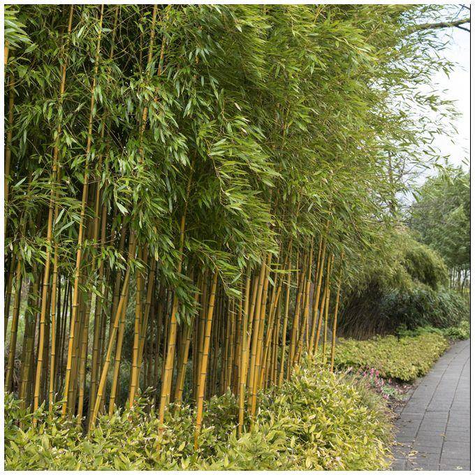 Bambou moyen : Phyllostachys aureosulcata 'Spectabilis' - Image 4