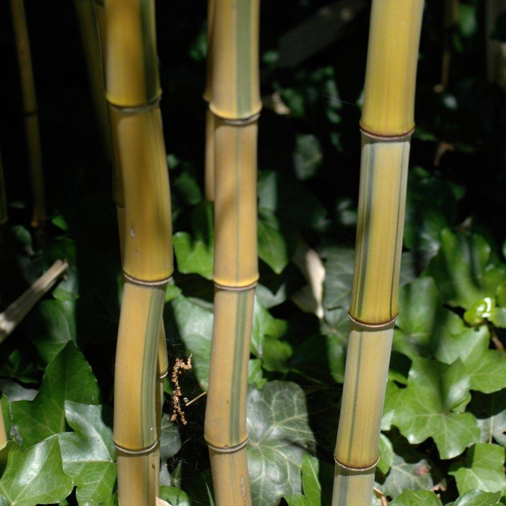 Bambou moyen : Phyllostachys aureosulcata 'Spectabilis' - Image 1