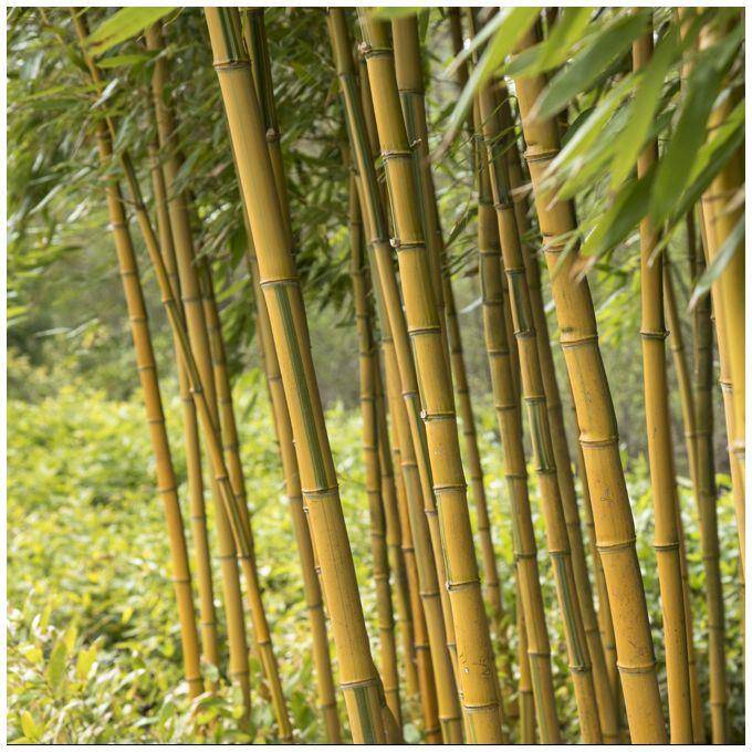 Bambou moyen : Phyllostachys aureosulcata 'Spectabilis' - Image 5