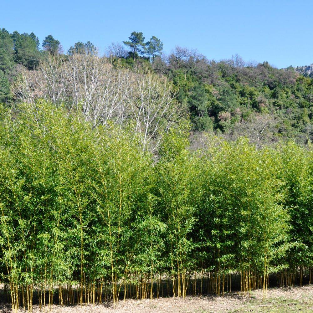 Bambou moyen : Phyllostachys aureosulcata 'Spectabilis' - Image 3
