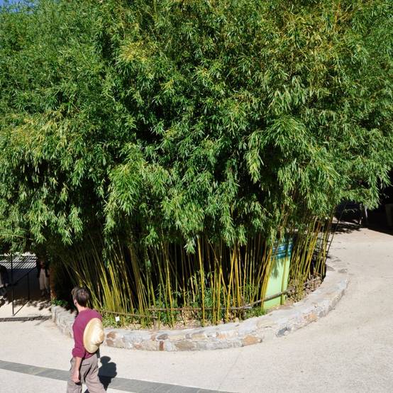Bambou moyen : Phyllostachys humilis - Image 2