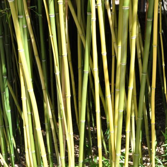 Bambou moyen : Phyllostachys humilis - Image 1