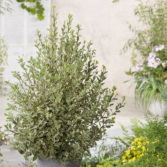Pittosporum tenuifolium Elisabeth - Image 4