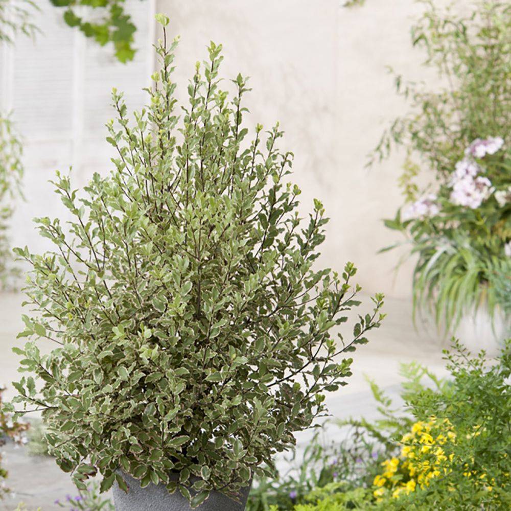 Pittosporum tenuifolium Elisabeth - Image 4