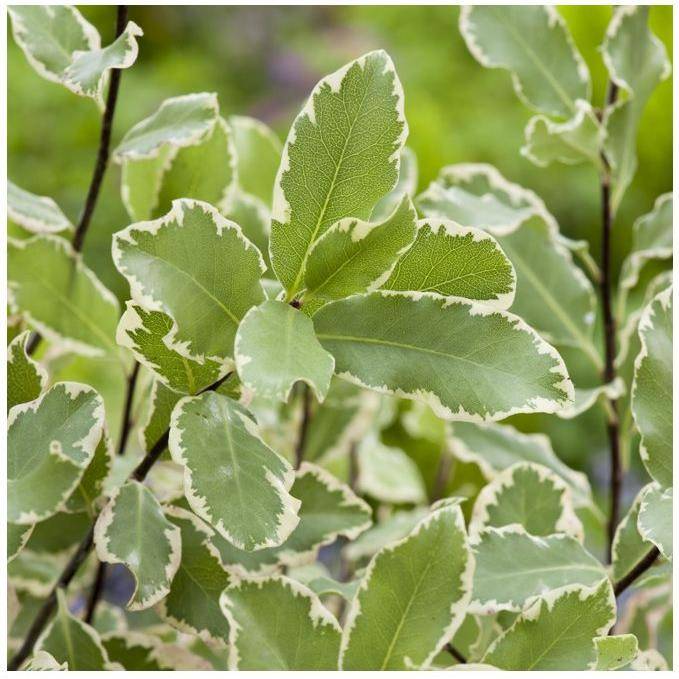 Pittosporum tenuifolium Elisabeth