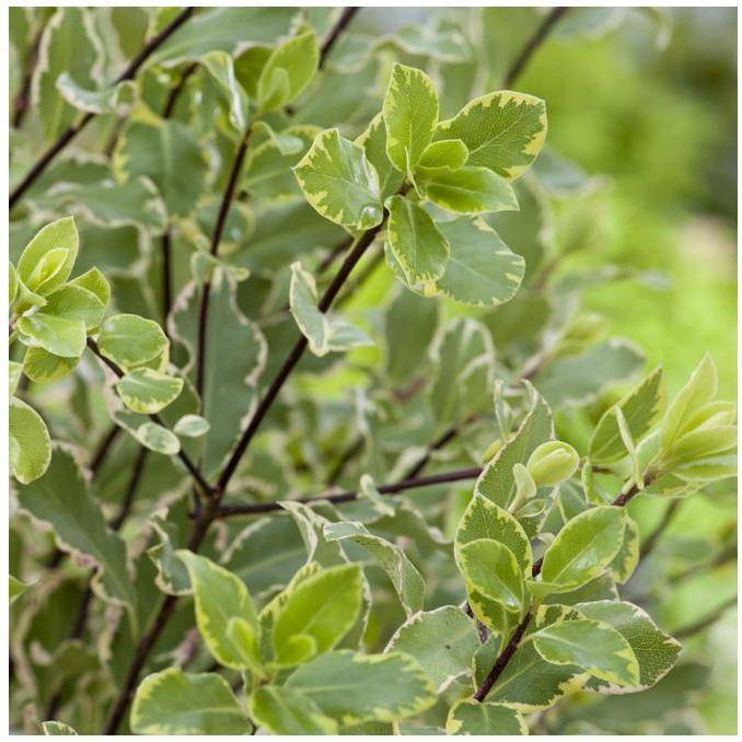 Pittosporum tenuifolium Elisabeth - Image 2