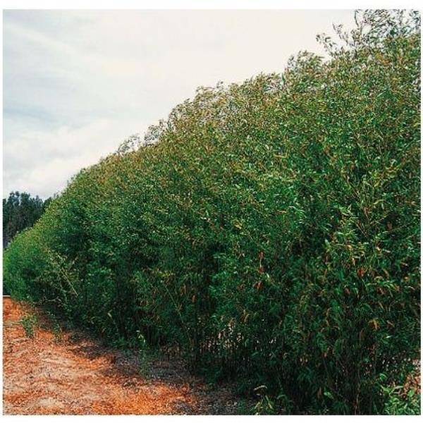 Bambou moyen : Phyllostachys rubromarginata