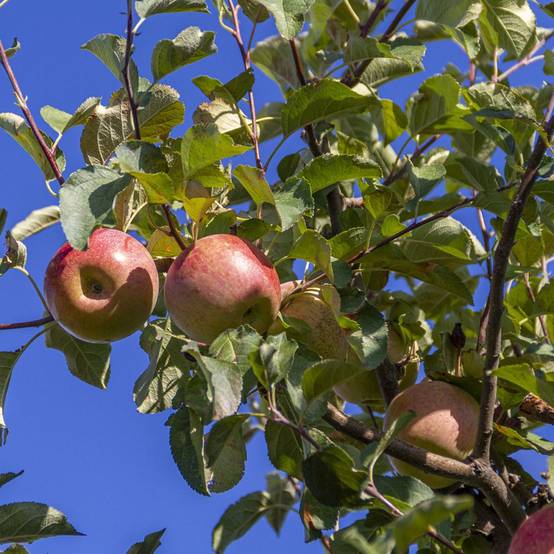 Pommier 'Fuji' : taille en demi-tige, en pot