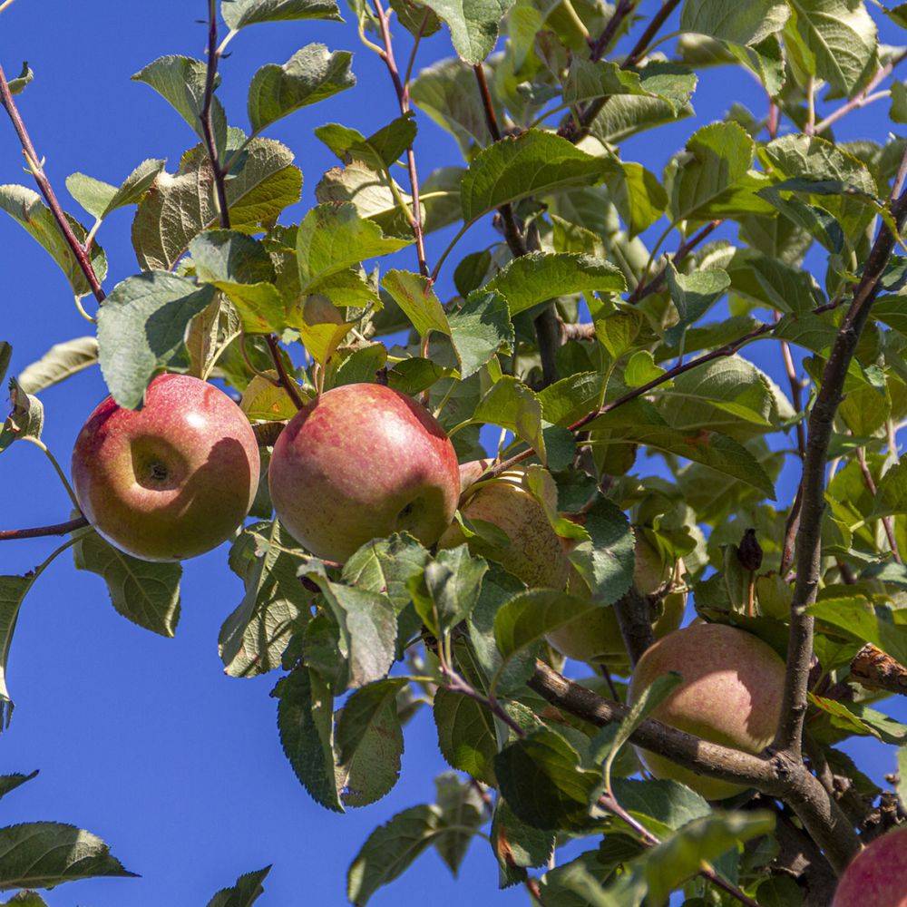 Pommier 'Fuji' : taille en demi-tige, en pot