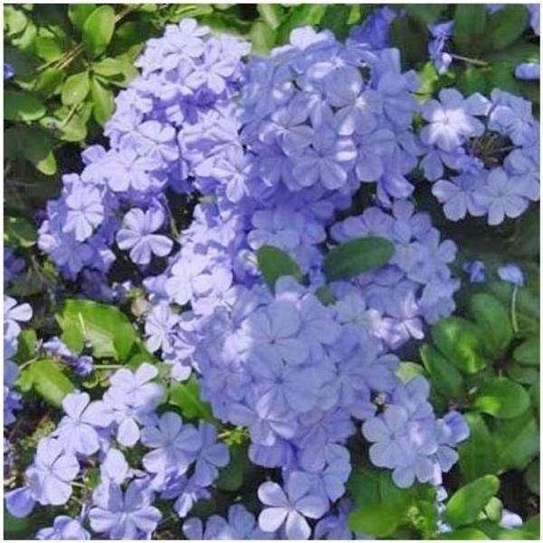 Plumbago du cap bleu - Image 2