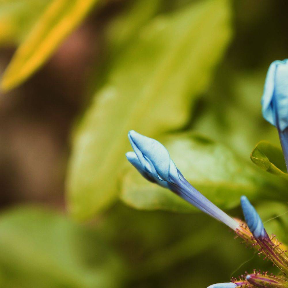 Plumbago du cap bleu - Image 5