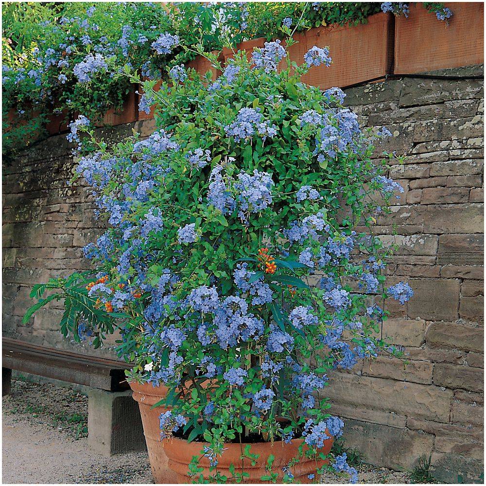 Plumbago du cap bleu - Image 3