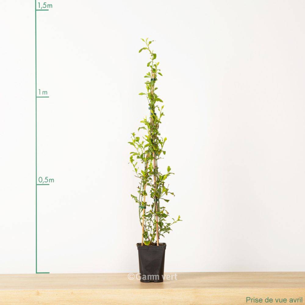 Plumbago du cap bleu - Image 4