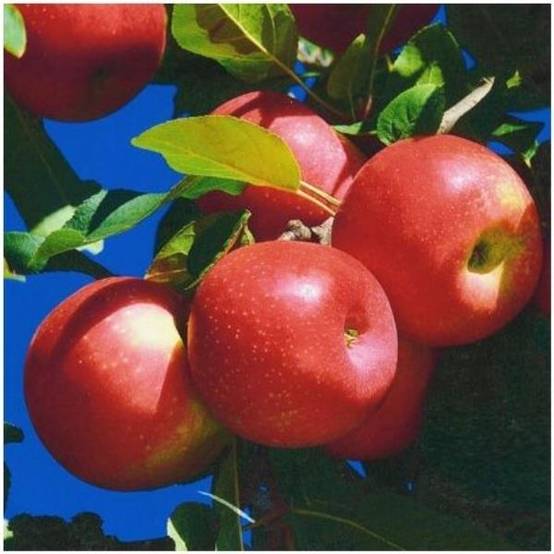 Pommier 'Ariane®' : taille en Pot de 12L - demi-tige, en pot - Image 1