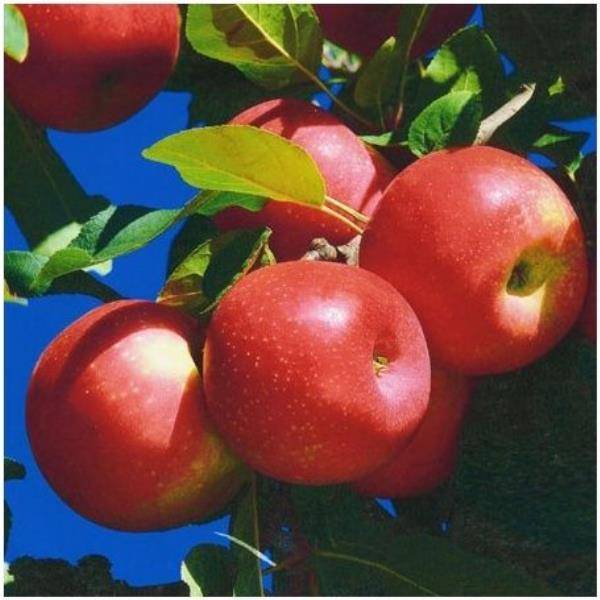 Pommier 'Ariane®' : taille en Pot de 12L - demi-tige, en pot - Image 1