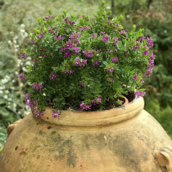 Polygala myrtifolia nain