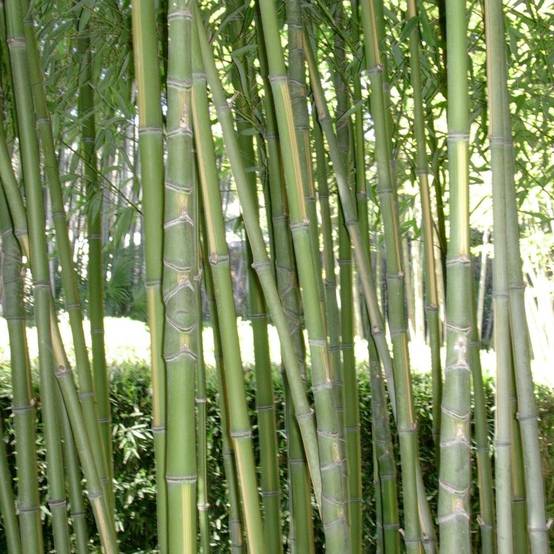 Bambou moyen : Phyllostachys aurea 'Flavescens inversa'