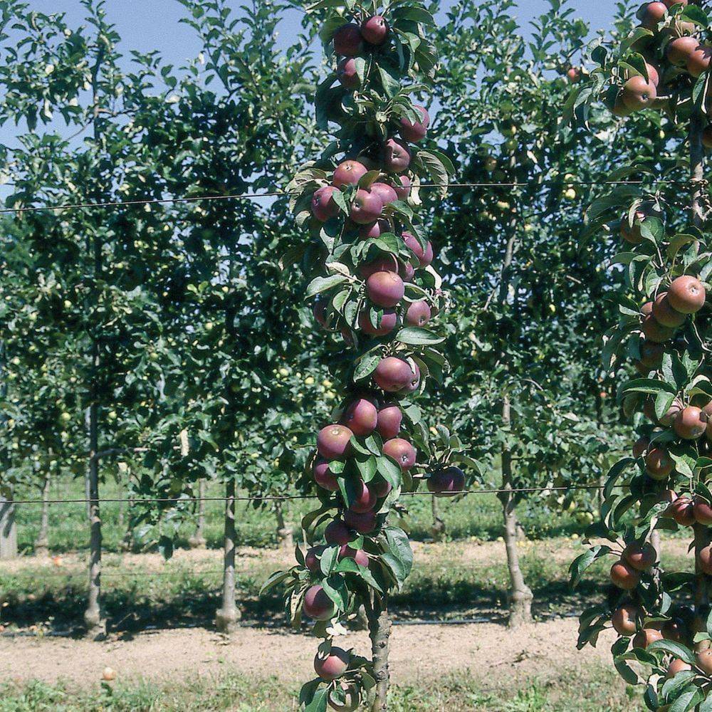 Pommier colonnaire Chinon®