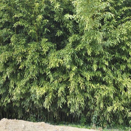 Bambou moyen : Phyllostachys bissetii - Image 1