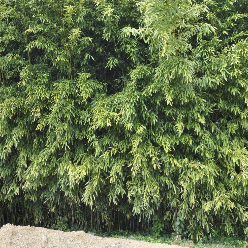 Bambou moyen : Phyllostachys bissetii - Image 1