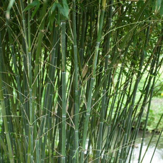 Bambou moyen : Phyllostachys bissetii - Image 2