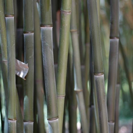 Bambou moyen : Phyllostachys bissetii - Image 3