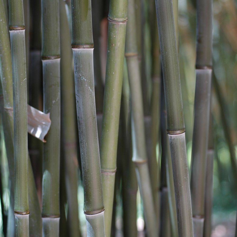 Bambou moyen : Phyllostachys bissetii - Image 3