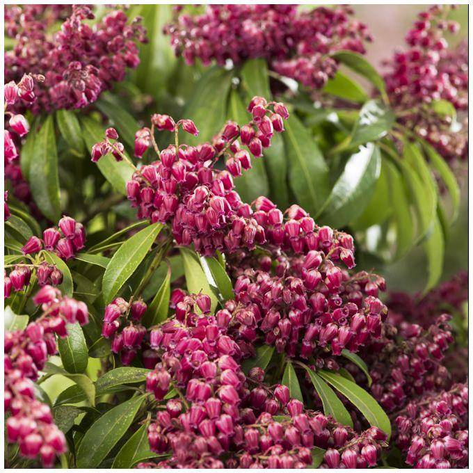 Pieris 'Passion® - Image 2