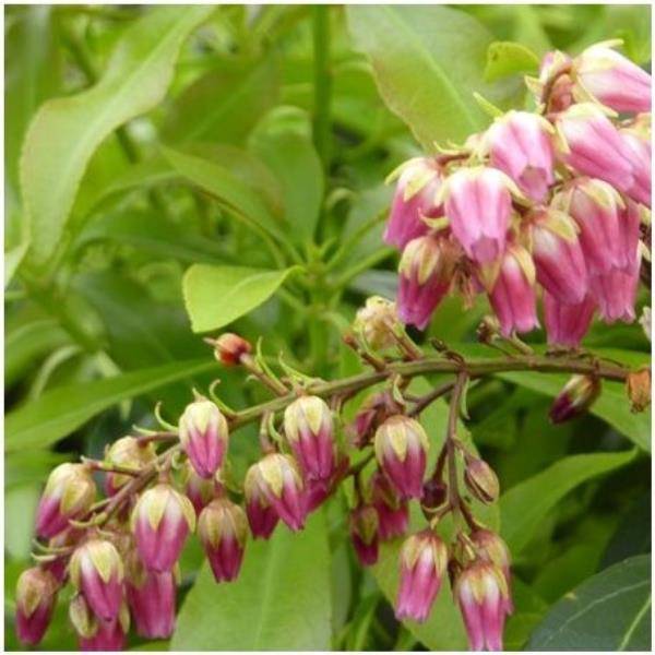 Pieris 'Passion® - Image 1