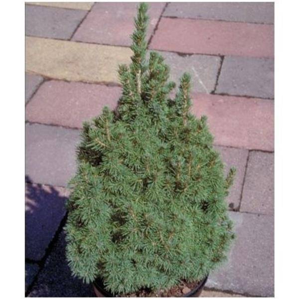 Epicea glauca 'Conica'