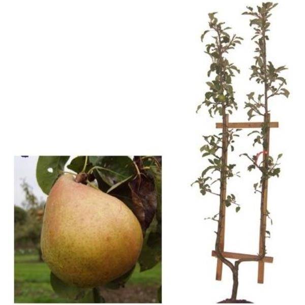 Poirier 'Marguerite Marillat' : taille en palmette U