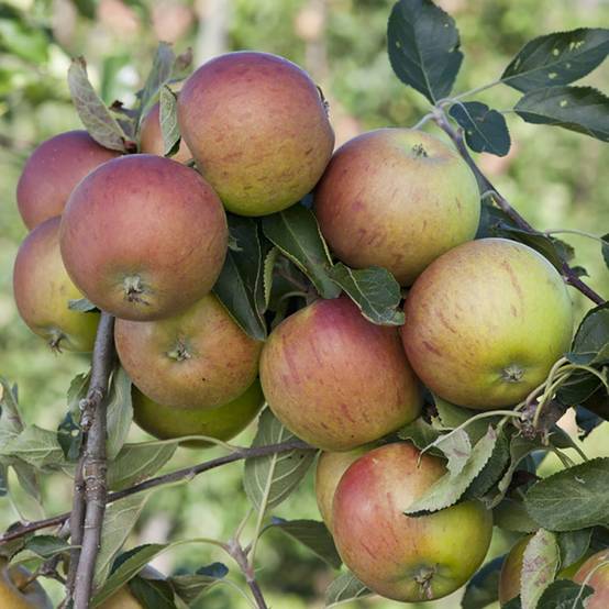 Pommier 'Cox Orange' : taille en palmette verrier, en pot