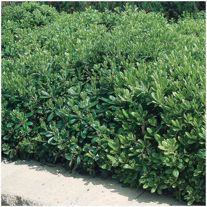 Pittosporum tobira nain