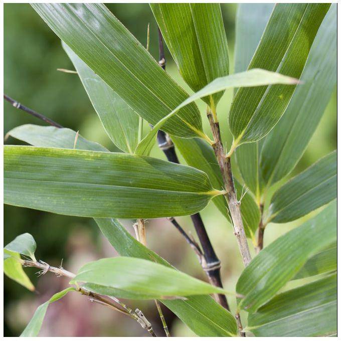 Bambou moyen : Phyllostachys nigra - Image 5