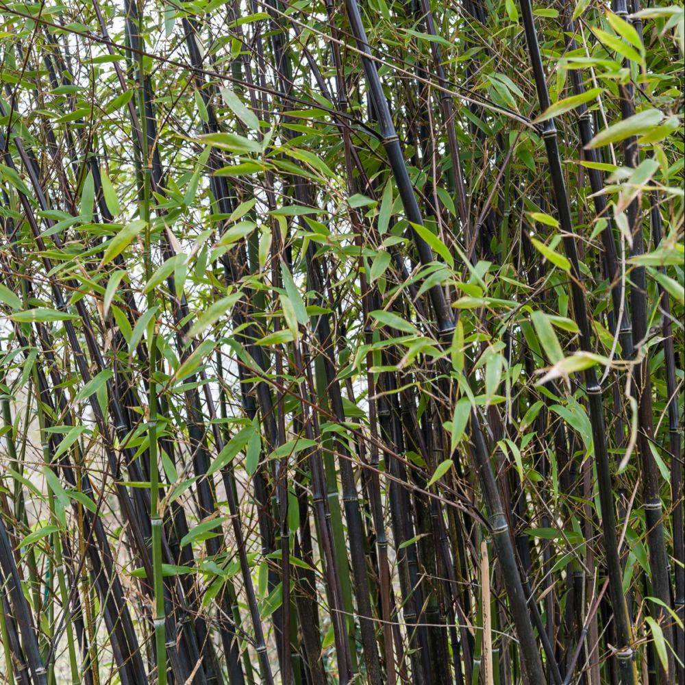 Bambou moyen : Phyllostachys nigra - Image 1